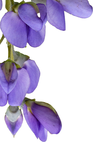 A close-up of a wild indigo flower stem with multiple clusters of small, pea-shaped blossoms. The blossoms are a vivid purple with smooth petals, arranged in pairs along a tall green stem. Some flowers are open, while others remain in tight buds, creating a layered, vertical pattern. The background is solid black, highlighting the flower’s shape and color.