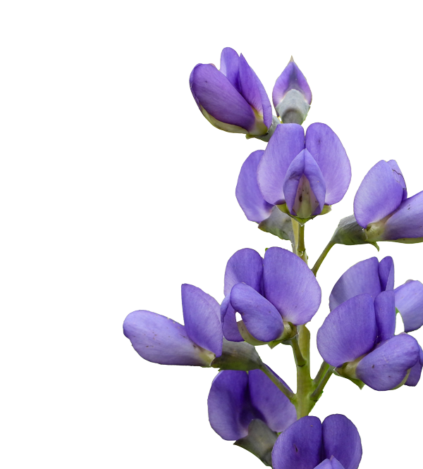 A close-up of a wild indigo flower stem with multiple clusters of small, pea-shaped blossoms. The blossoms are a vivid purple with smooth petals, arranged in pairs along a tall green stem. Some flowers are open, while others remain in tight buds, creating a layered, vertical pattern. The background is solid black, highlighting the flower’s shape and color.